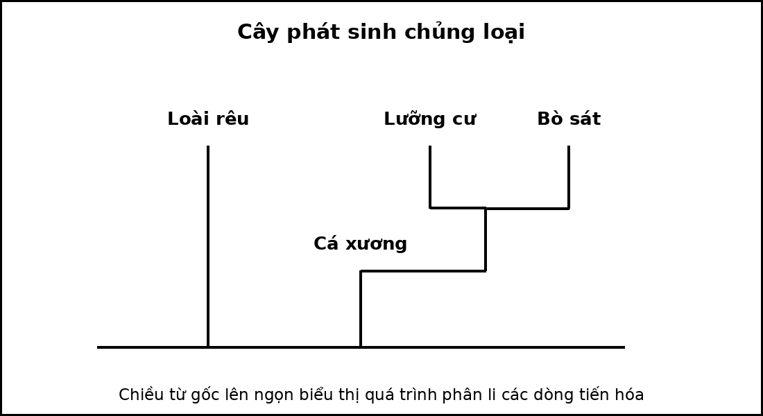 Cây phát sinh chủng loại của bốn taxon, thể hiện các nút phân nhánh từ tổ tiên chung.