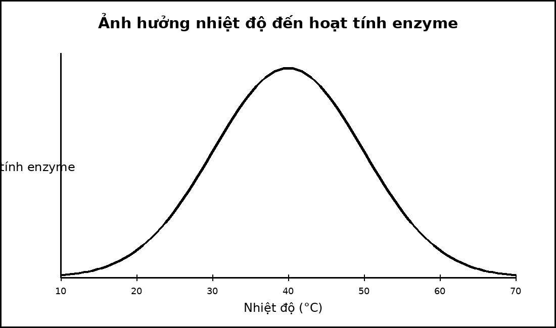 Đồ thị hoạt tính enzyme theo nhiệt độ có một đỉnh tối ưu.