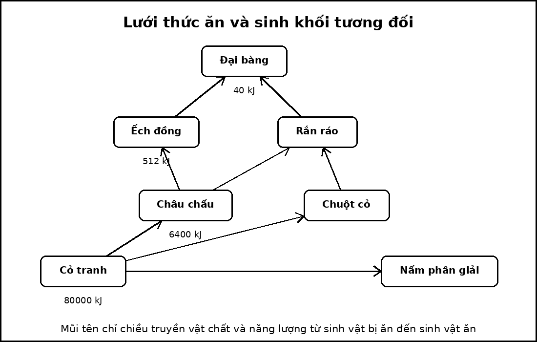 Lưới thức ăn gồm một sinh vật sản xuất, hai sinh vật tiêu thụ sơ cấp, hai sinh vật tiêu thụ thứ cấp, một sinh vật tiêu thụ bậc cao và một nhóm phân giải.