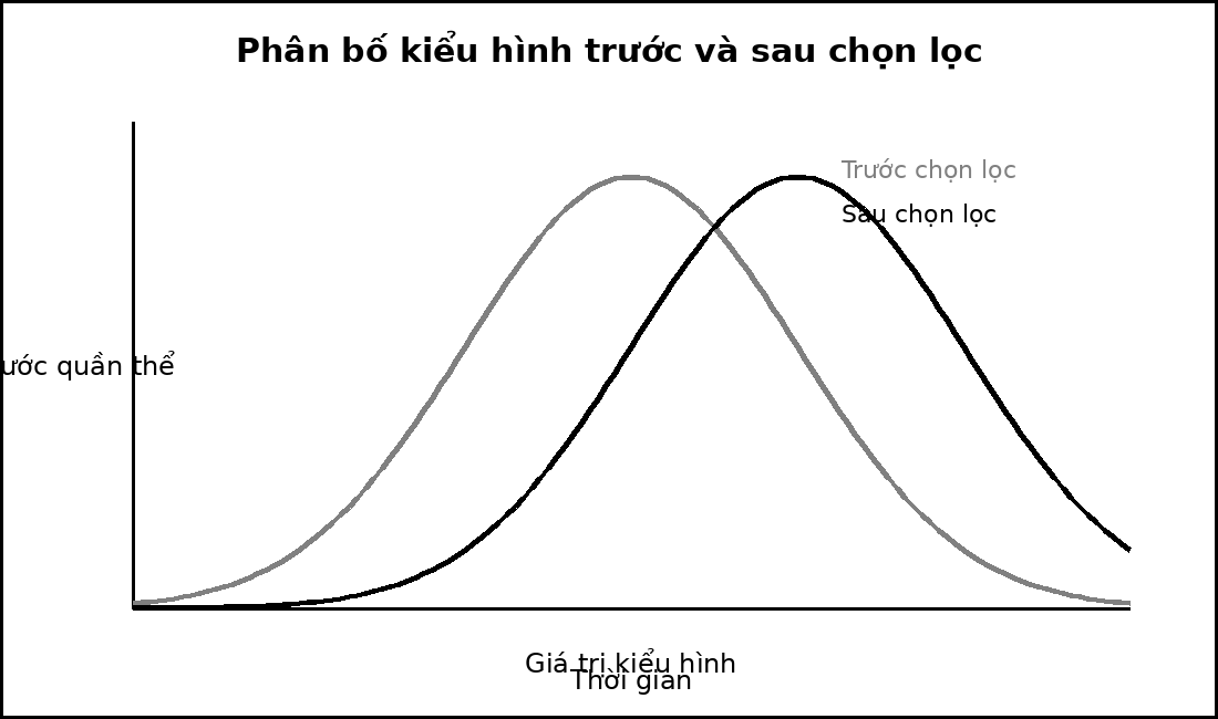 Hai đường phân bố kiểu hình trước và sau chọn lọc, trong đó phân bố sau bị dịch về một phía.