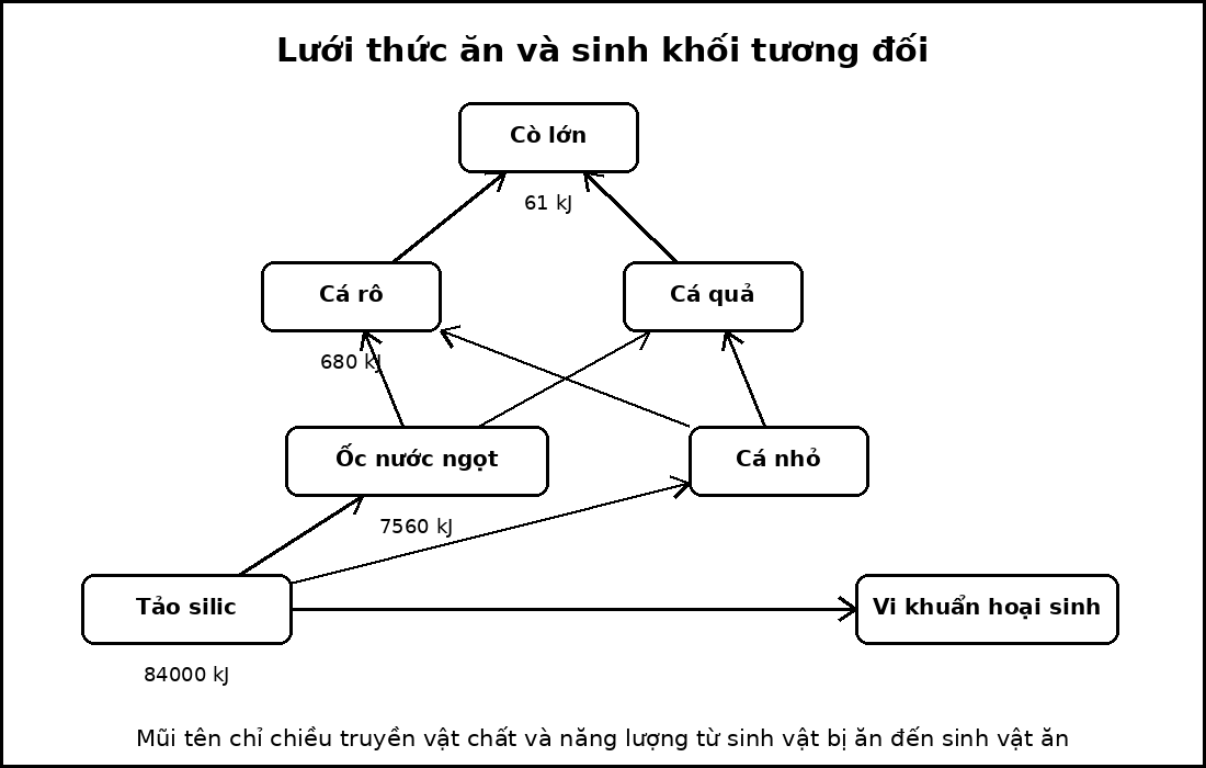 Lưới thức ăn gồm một sinh vật sản xuất, hai sinh vật tiêu thụ sơ cấp, hai sinh vật tiêu thụ thứ cấp, một sinh vật tiêu thụ bậc cao và một nhóm phân giải.