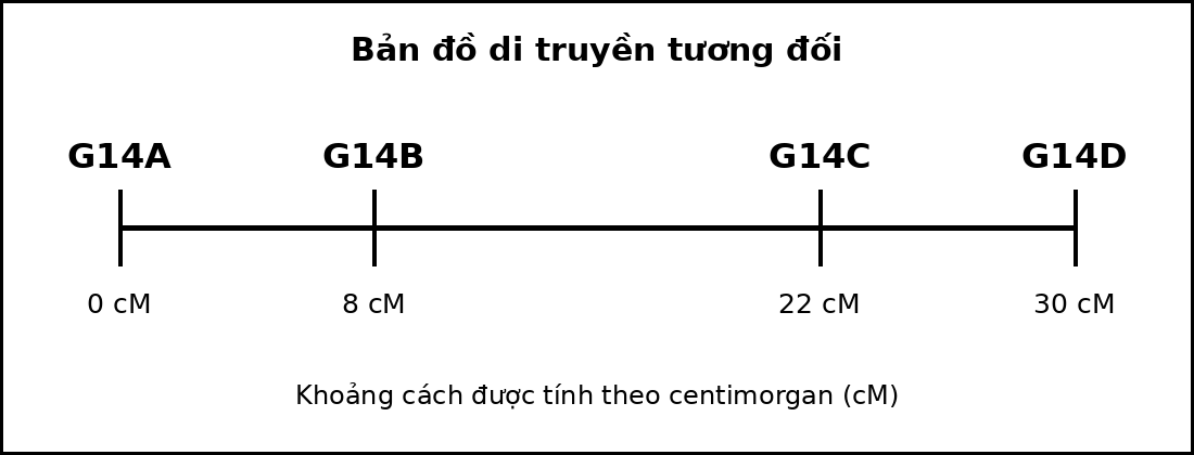 Bản đồ di truyền gồm bốn gene nằm trên cùng một nhiễm sắc thể với các vị trí tính theo cM.