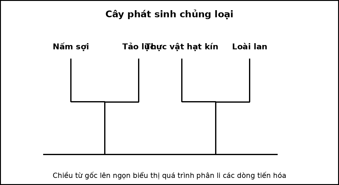 Cây phát sinh chủng loại của bốn taxon, thể hiện các nút phân nhánh từ tổ tiên chung.