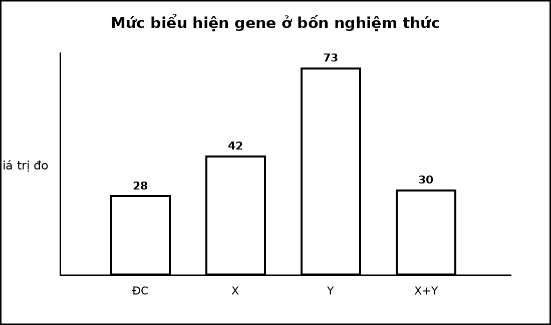 Biểu đồ cột mức biểu hiện gene ở nhóm đối chứng và ba nghiệm thức X, Y, X kết hợp Y.