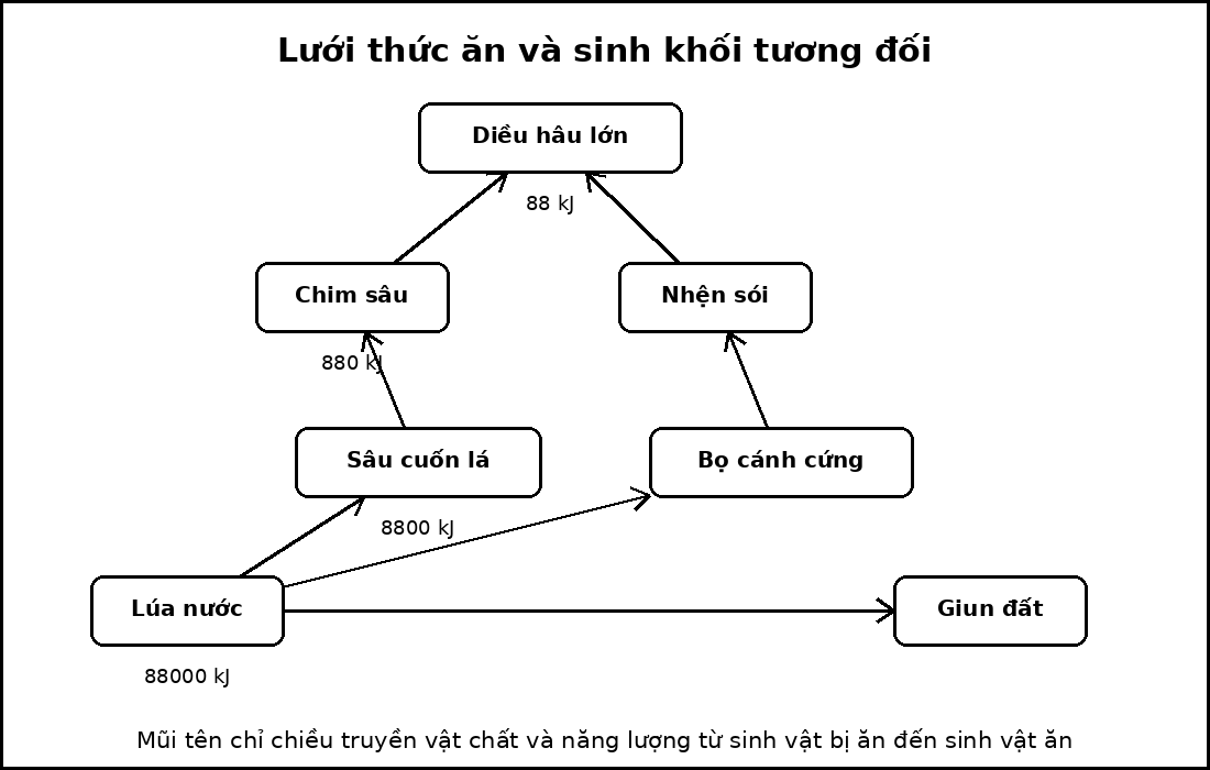 Lưới thức ăn gồm một sinh vật sản xuất, hai sinh vật tiêu thụ sơ cấp, hai sinh vật tiêu thụ thứ cấp, một sinh vật tiêu thụ bậc cao và một nhóm phân giải.