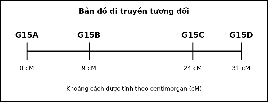Bản đồ di truyền gồm bốn gene nằm trên cùng một nhiễm sắc thể với các vị trí tính theo cM.