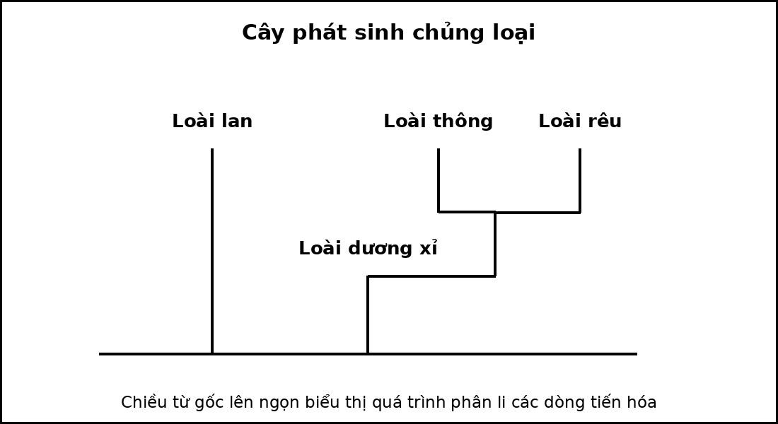 Cây phát sinh chủng loại của bốn taxon, thể hiện các nút phân nhánh từ tổ tiên chung.