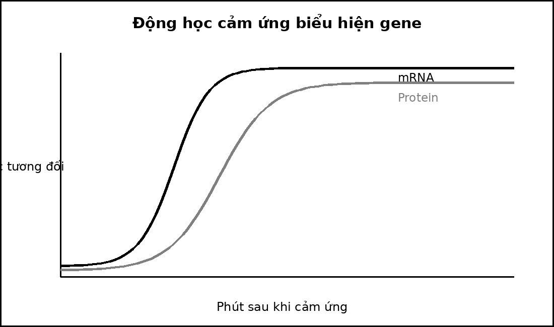 Đồ thị mức mRNA và protein theo thời gian sau cảm ứng, mRNA tăng trước protein.