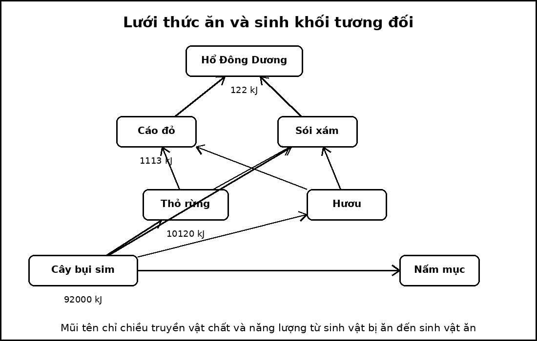 Lưới thức ăn gồm một sinh vật sản xuất, hai sinh vật tiêu thụ sơ cấp, hai sinh vật tiêu thụ thứ cấp, một sinh vật tiêu thụ bậc cao và một nhóm phân giải.