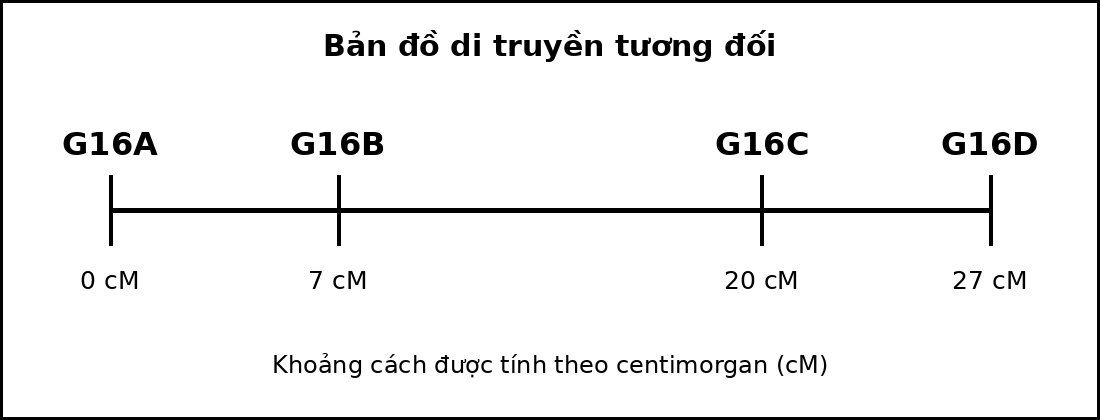 Bản đồ di truyền gồm bốn gene nằm trên cùng một nhiễm sắc thể với các vị trí tính theo cM.