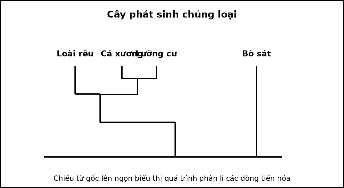Cây phát sinh chủng loại của bốn taxon, thể hiện các nút phân nhánh từ tổ tiên chung.