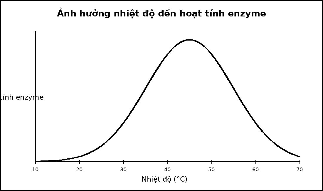 Đồ thị hoạt tính enzyme theo nhiệt độ có một đỉnh tối ưu.