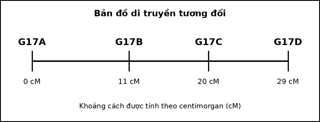 Bản đồ di truyền gồm bốn gene nằm trên cùng một nhiễm sắc thể với các vị trí tính theo cM.