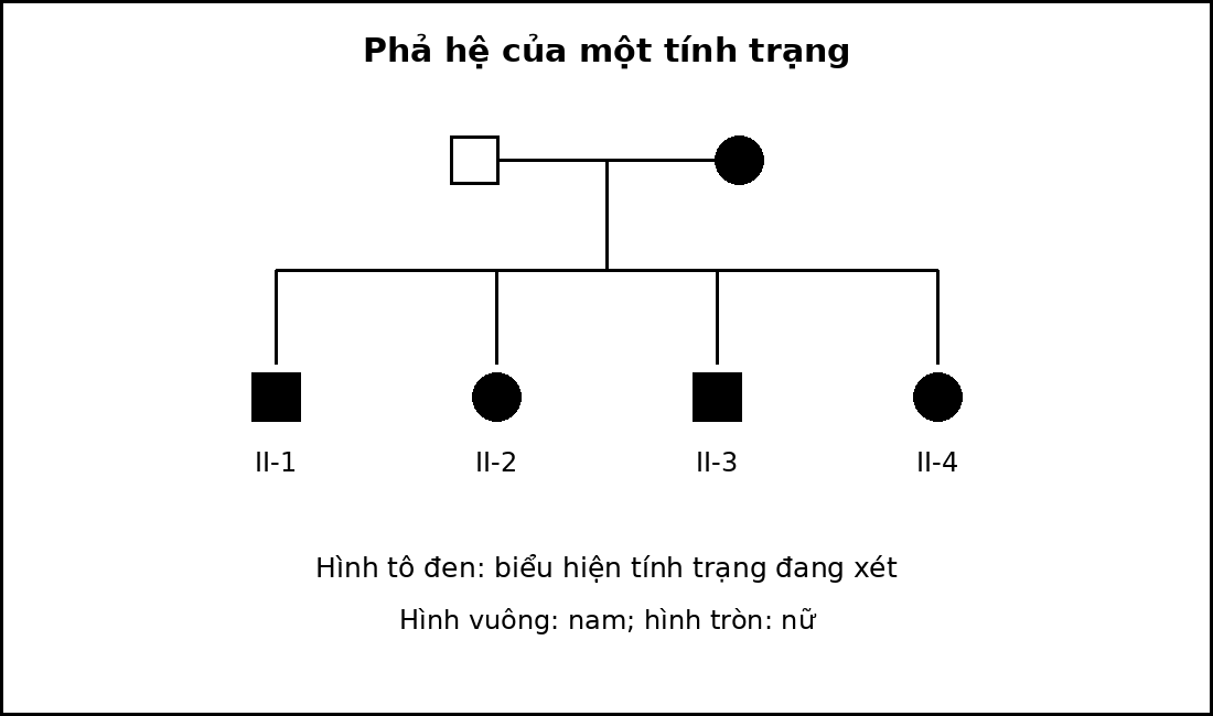 Phả hệ hai thế hệ với nam là hình vuông, nữ là hình tròn và cá thể biểu hiện tính trạng được tô đen.