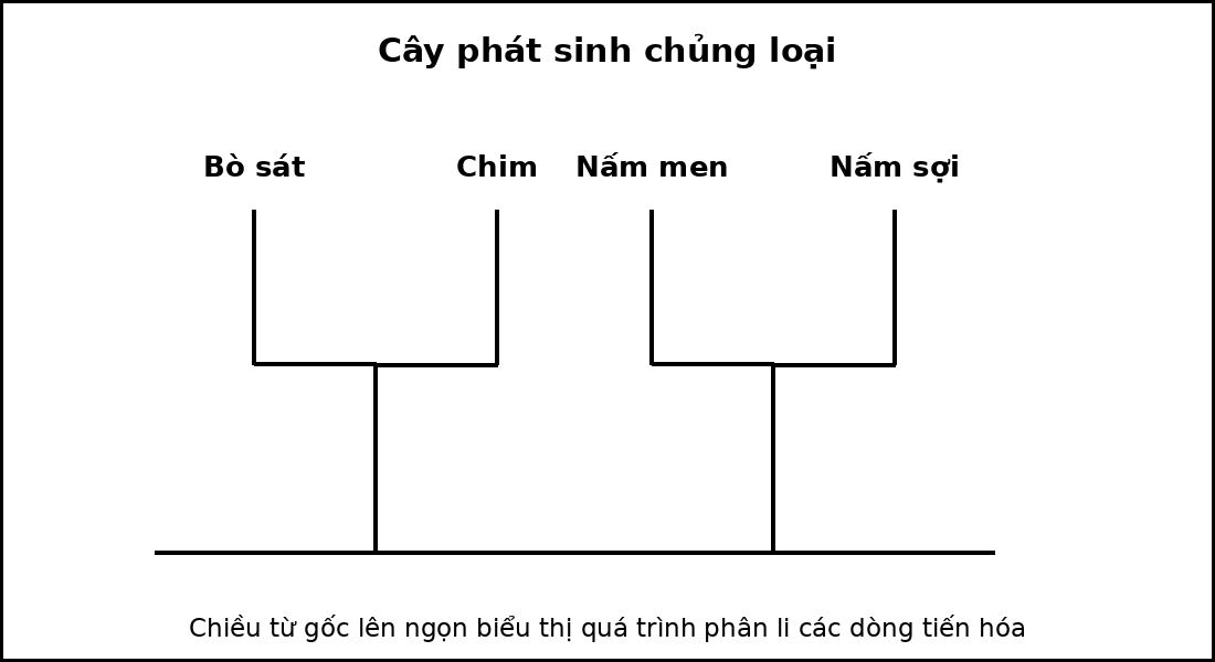 Cây phát sinh chủng loại của bốn taxon, thể hiện các nút phân nhánh từ tổ tiên chung.