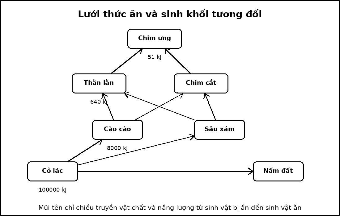 Lưới thức ăn gồm một sinh vật sản xuất, hai sinh vật tiêu thụ sơ cấp, hai sinh vật tiêu thụ thứ cấp, một sinh vật tiêu thụ bậc cao và một nhóm phân giải.