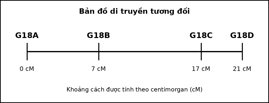 Bản đồ di truyền gồm bốn gene nằm trên cùng một nhiễm sắc thể với các vị trí tính theo cM.