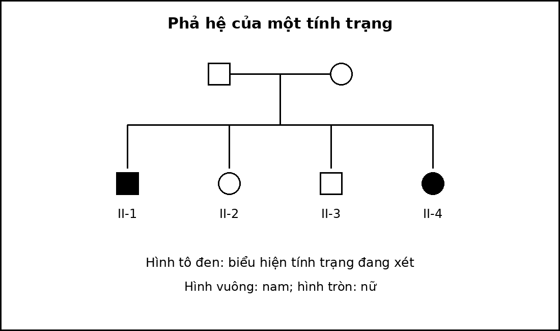 Phả hệ hai thế hệ với nam là hình vuông, nữ là hình tròn và cá thể biểu hiện tính trạng được tô đen.