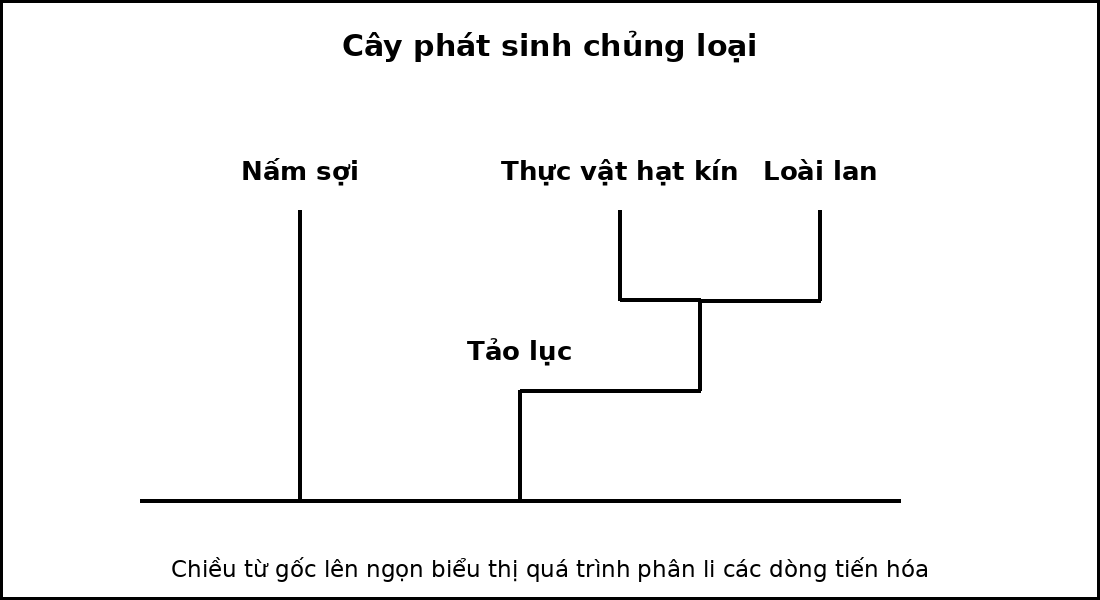 Cây phát sinh chủng loại của bốn taxon, thể hiện các nút phân nhánh từ tổ tiên chung.