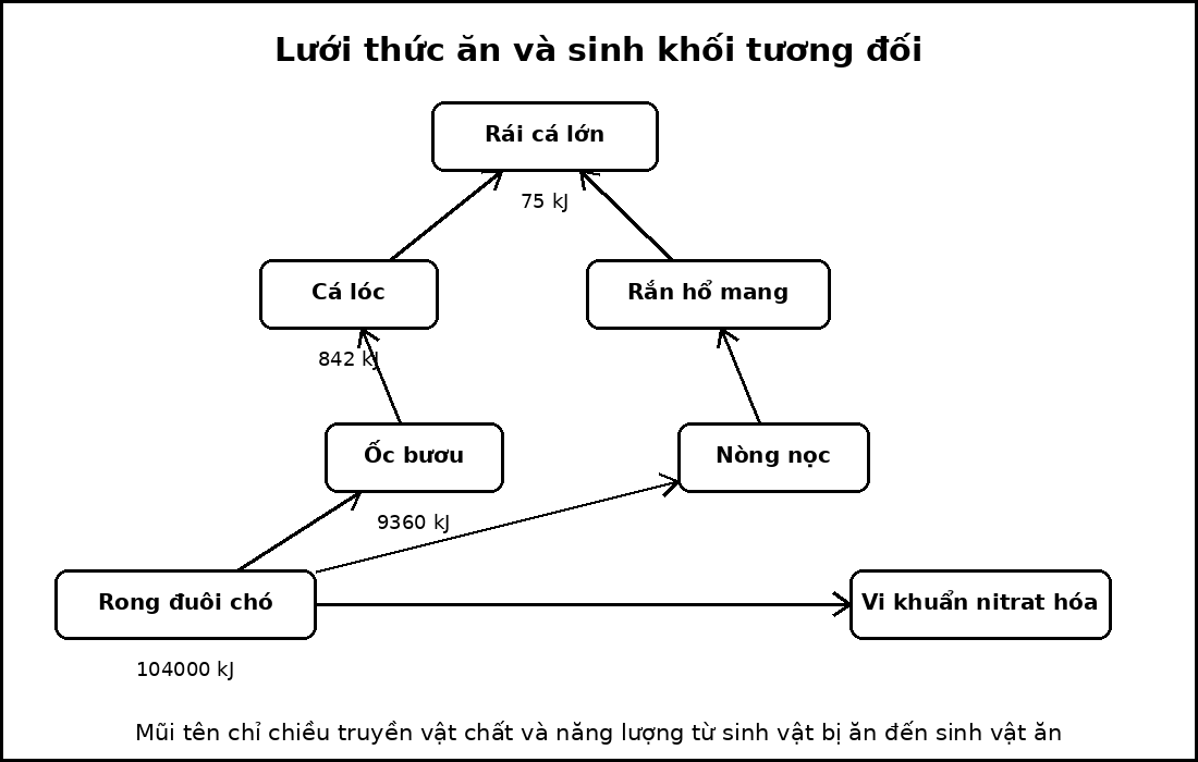 Lưới thức ăn gồm một sinh vật sản xuất, hai sinh vật tiêu thụ sơ cấp, hai sinh vật tiêu thụ thứ cấp, một sinh vật tiêu thụ bậc cao và một nhóm phân giải.