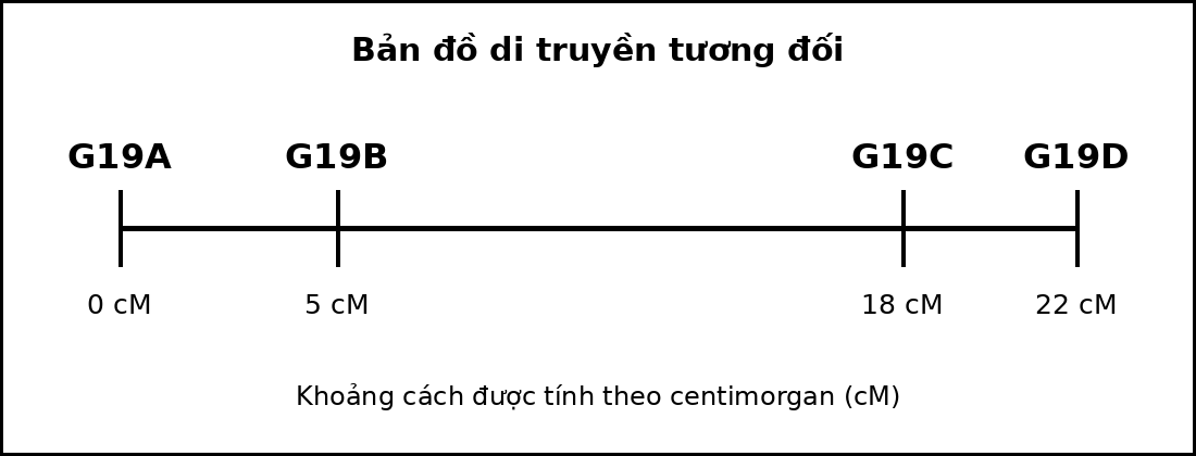 Bản đồ di truyền gồm bốn gene nằm trên cùng một nhiễm sắc thể với các vị trí tính theo cM.