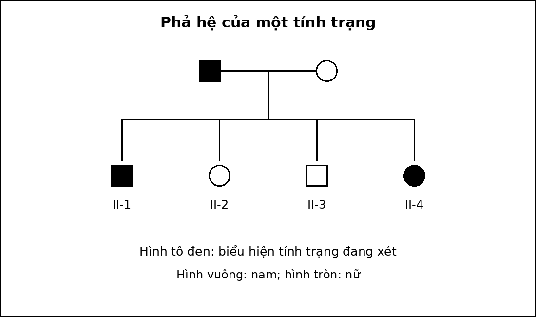 Phả hệ hai thế hệ với nam là hình vuông, nữ là hình tròn và cá thể biểu hiện tính trạng được tô đen.