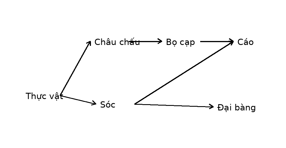 Lưới thức ăn có hai đường truyền năng lượng từ thực vật đến cáo qua sóc hoặc qua châu chấu và bọ cạp.