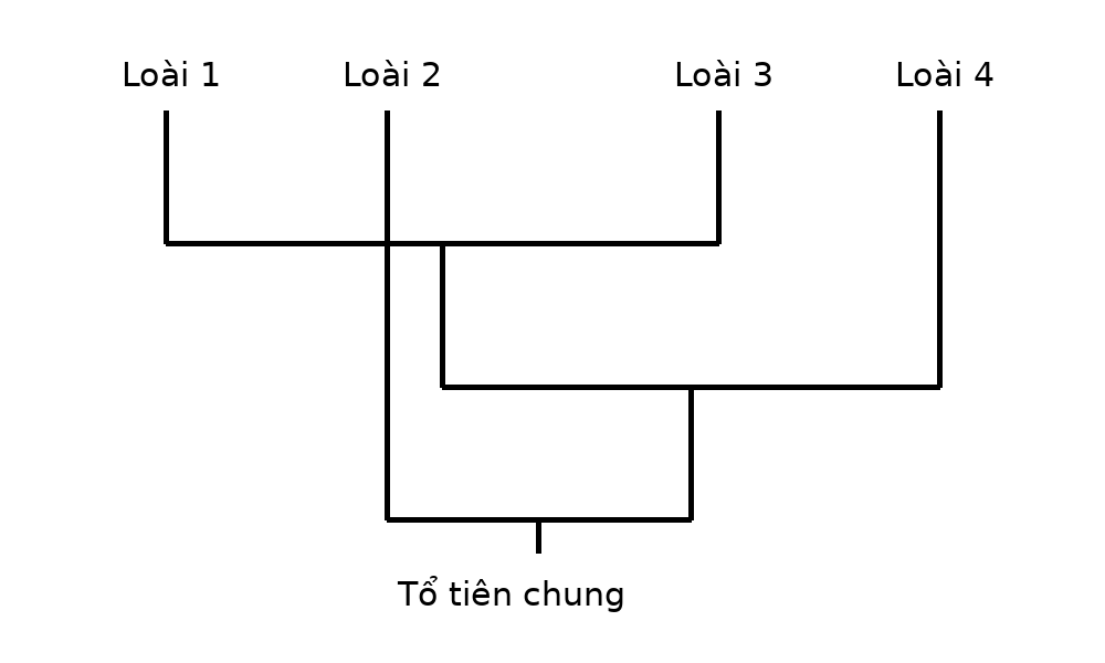 Cây phát sinh chủng loại của bốn loài với một cặp loài chị em.