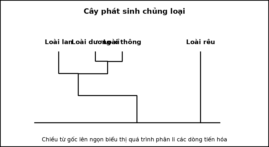 Cây phát sinh chủng loại của bốn taxon, thể hiện các nút phân nhánh từ tổ tiên chung.