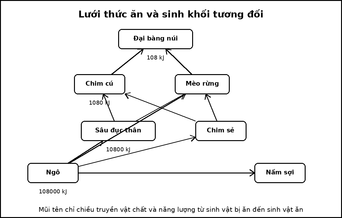 Lưới thức ăn gồm một sinh vật sản xuất, hai sinh vật tiêu thụ sơ cấp, hai sinh vật tiêu thụ thứ cấp, một sinh vật tiêu thụ bậc cao và một nhóm phân giải.
