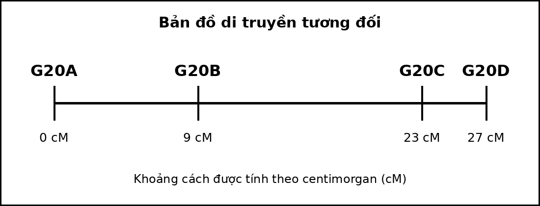 Bản đồ di truyền gồm bốn gene nằm trên cùng một nhiễm sắc thể với các vị trí tính theo cM.