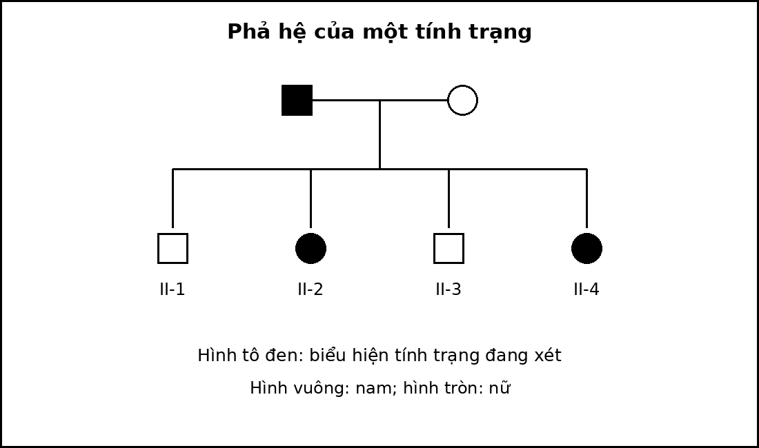 Phả hệ hai thế hệ với nam là hình vuông, nữ là hình tròn và cá thể biểu hiện tính trạng được tô đen.