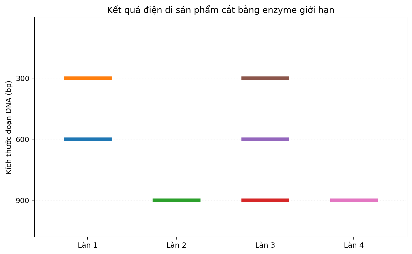 Ảnh điện di bốn làn với các băng DNA có kích thước khác nhau.