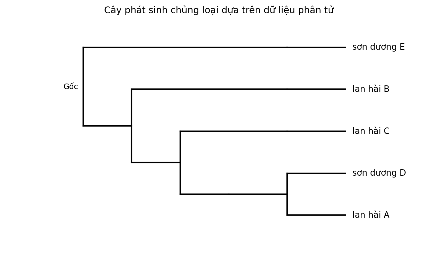 Cây phát sinh chủng loại gồm năm đơn vị phân loại với một nhóm ngoại.