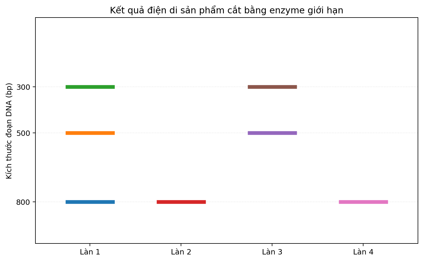 Ảnh điện di bốn làn với các băng DNA có kích thước khác nhau.