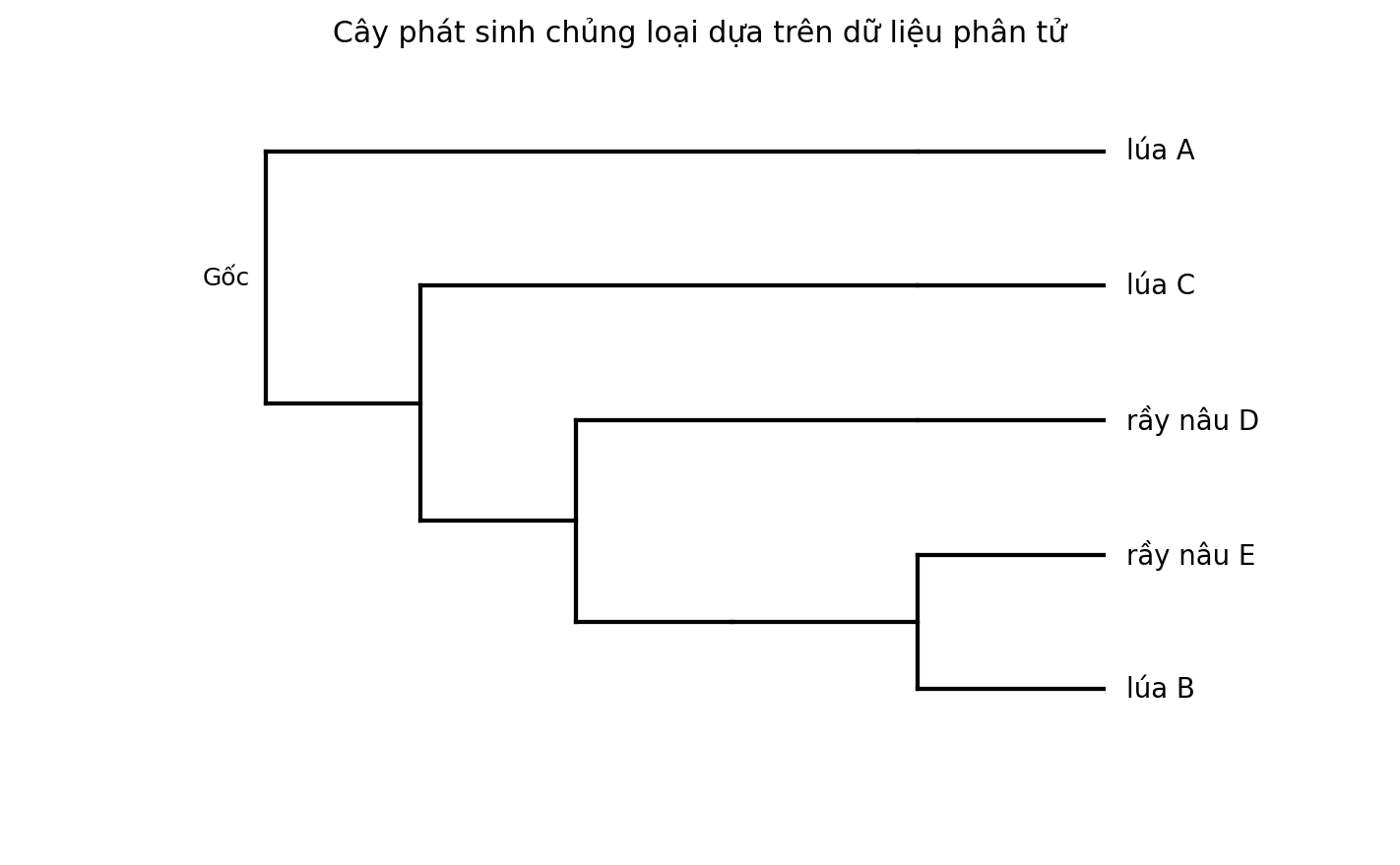 Cây phát sinh chủng loại gồm năm đơn vị phân loại với một nhóm ngoại.