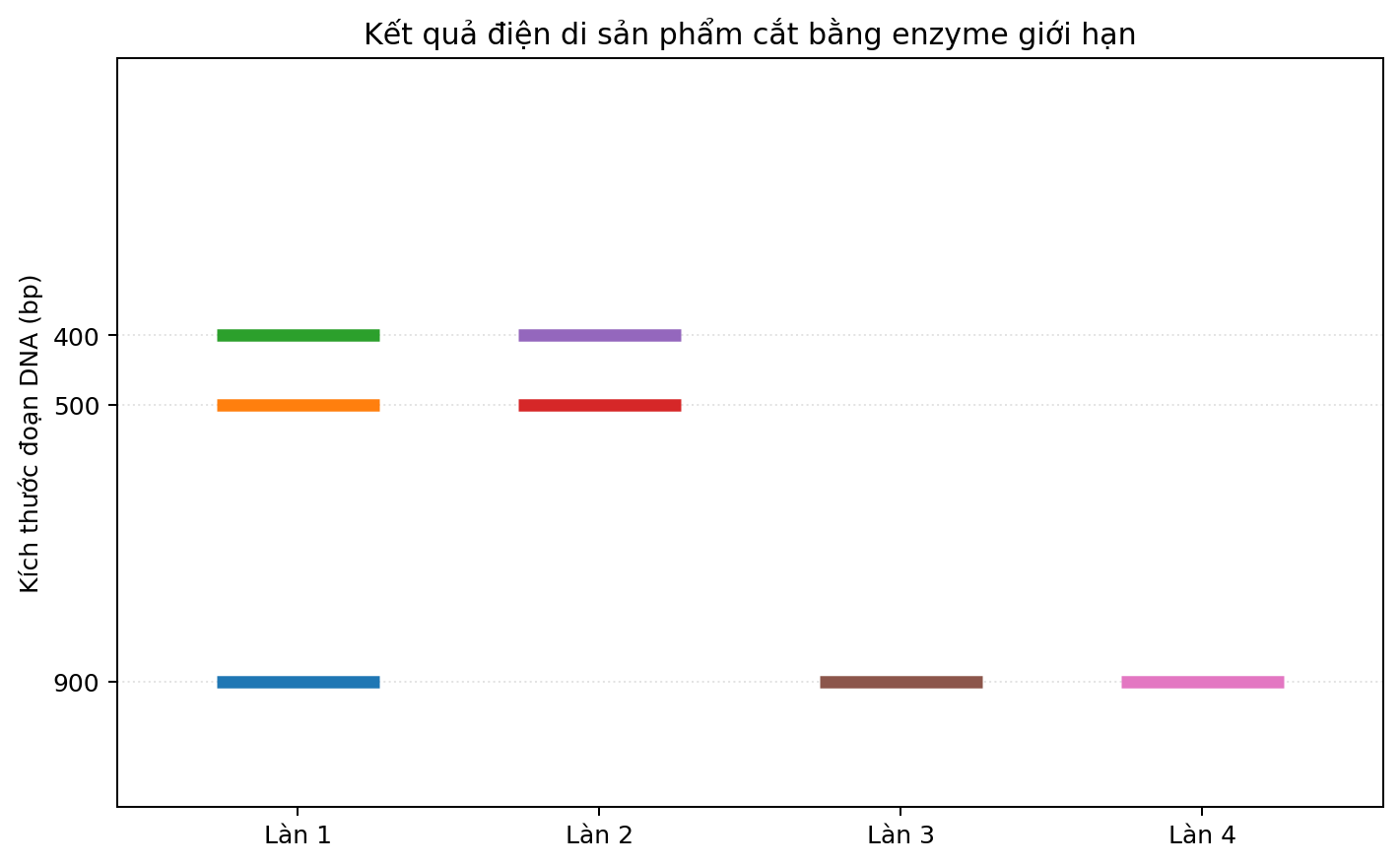 Ảnh điện di bốn làn với các băng DNA có kích thước khác nhau.