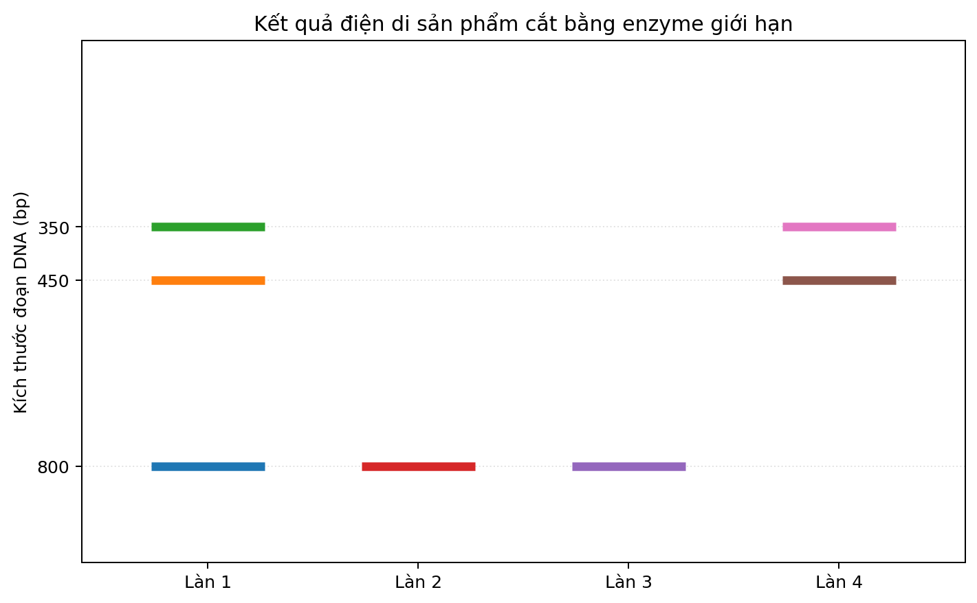 Ảnh điện di bốn làn với các băng DNA có kích thước khác nhau.