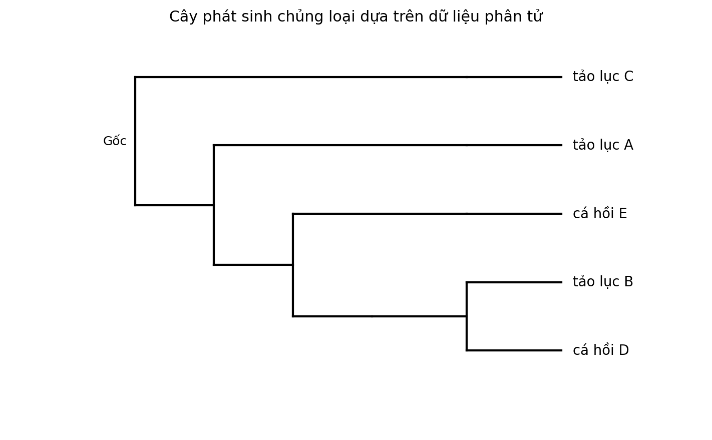 Cây phát sinh chủng loại gồm năm đơn vị phân loại với một nhóm ngoại.