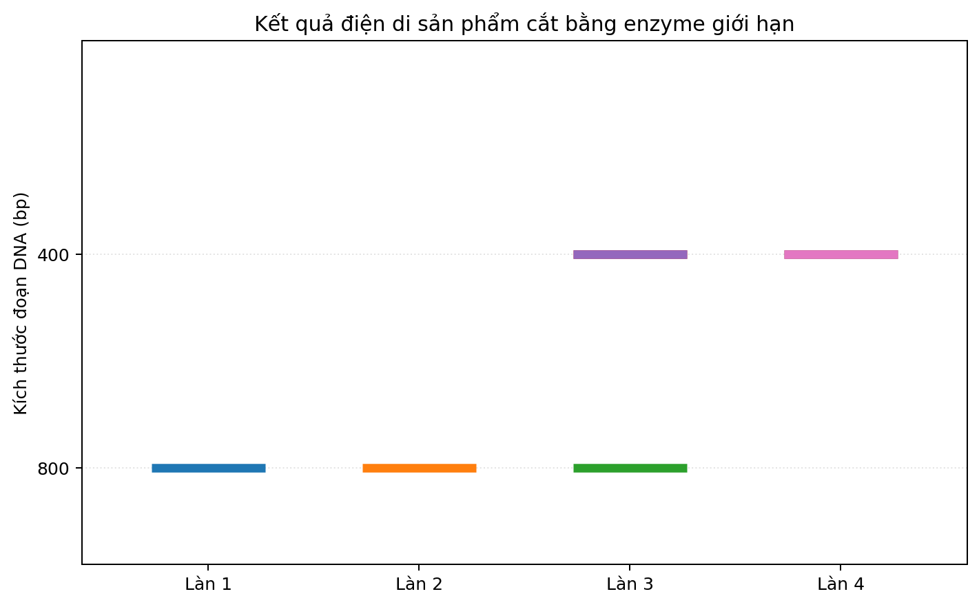 Ảnh điện di bốn làn với các băng DNA có kích thước khác nhau.