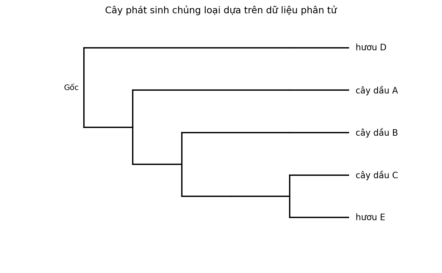 Cây phát sinh chủng loại gồm năm đơn vị phân loại với một nhóm ngoại.