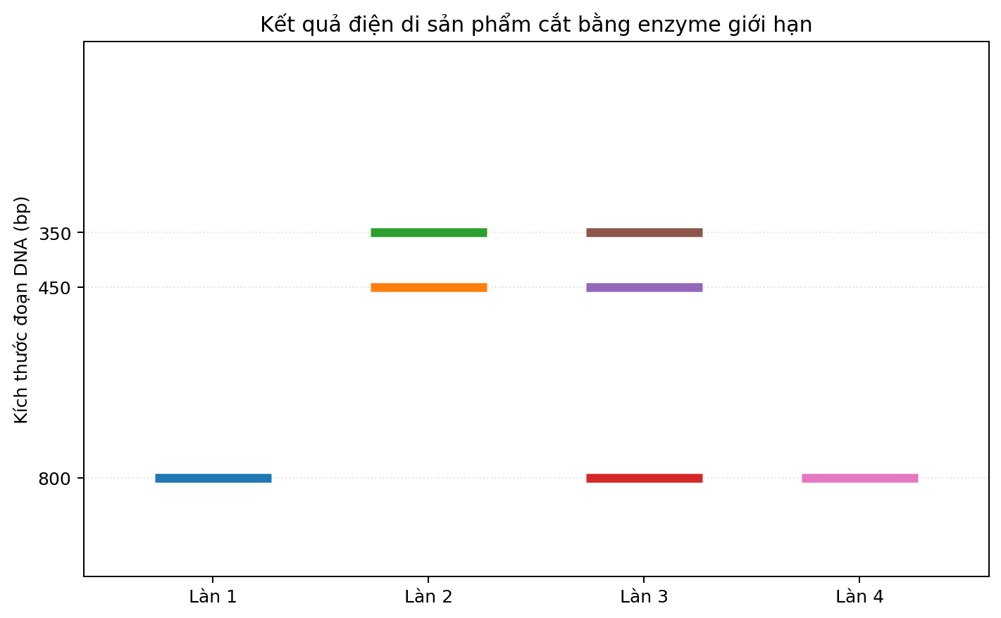 Ảnh điện di bốn làn với các băng DNA có kích thước khác nhau.