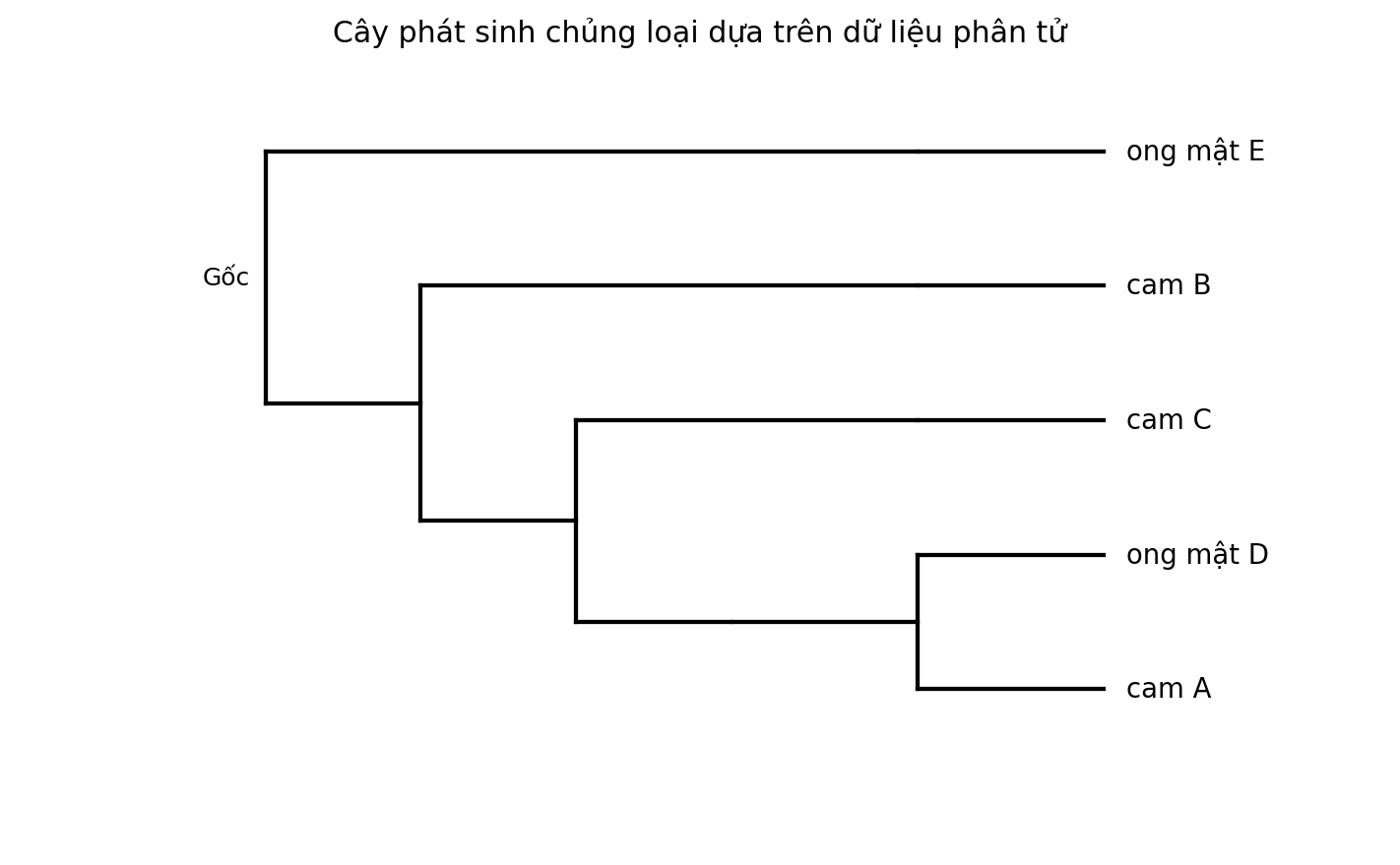 Cây phát sinh chủng loại gồm năm đơn vị phân loại với một nhóm ngoại.