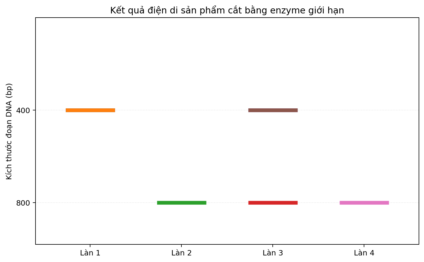 Ảnh điện di bốn làn với các băng DNA có kích thước khác nhau.