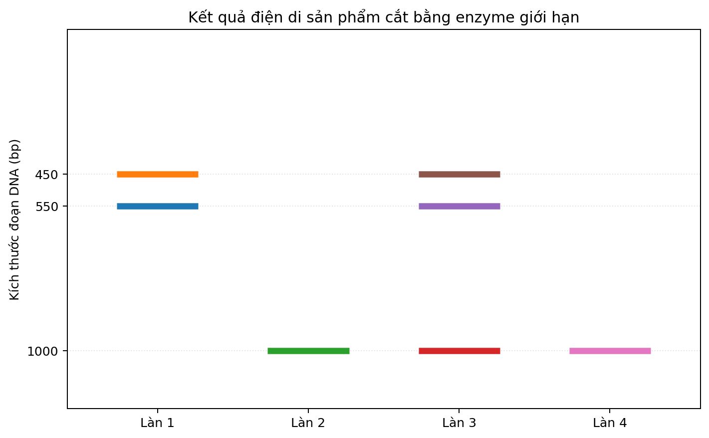 Ảnh điện di bốn làn với các băng DNA có kích thước khác nhau.