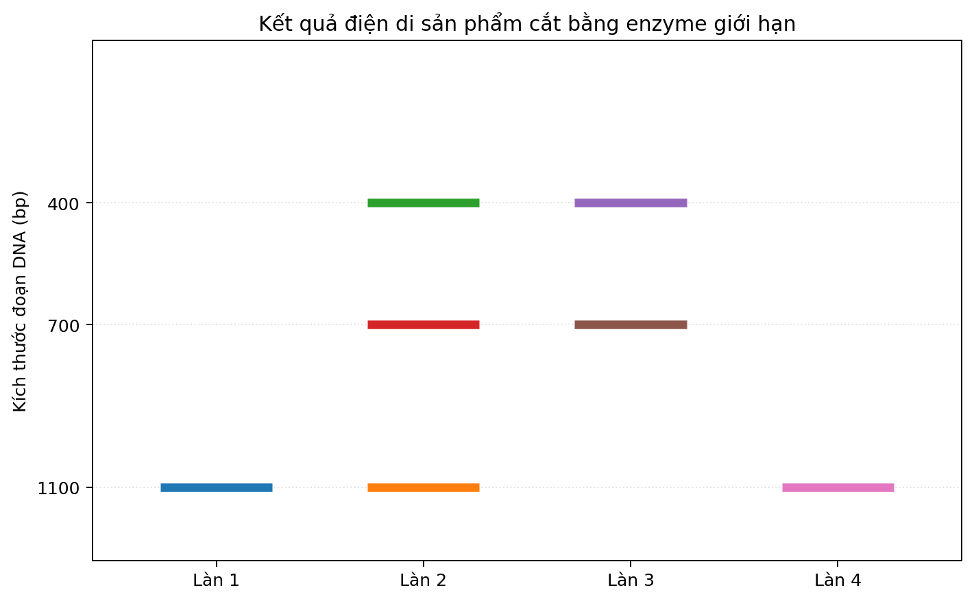 Ảnh điện di bốn làn với các băng DNA có kích thước khác nhau.