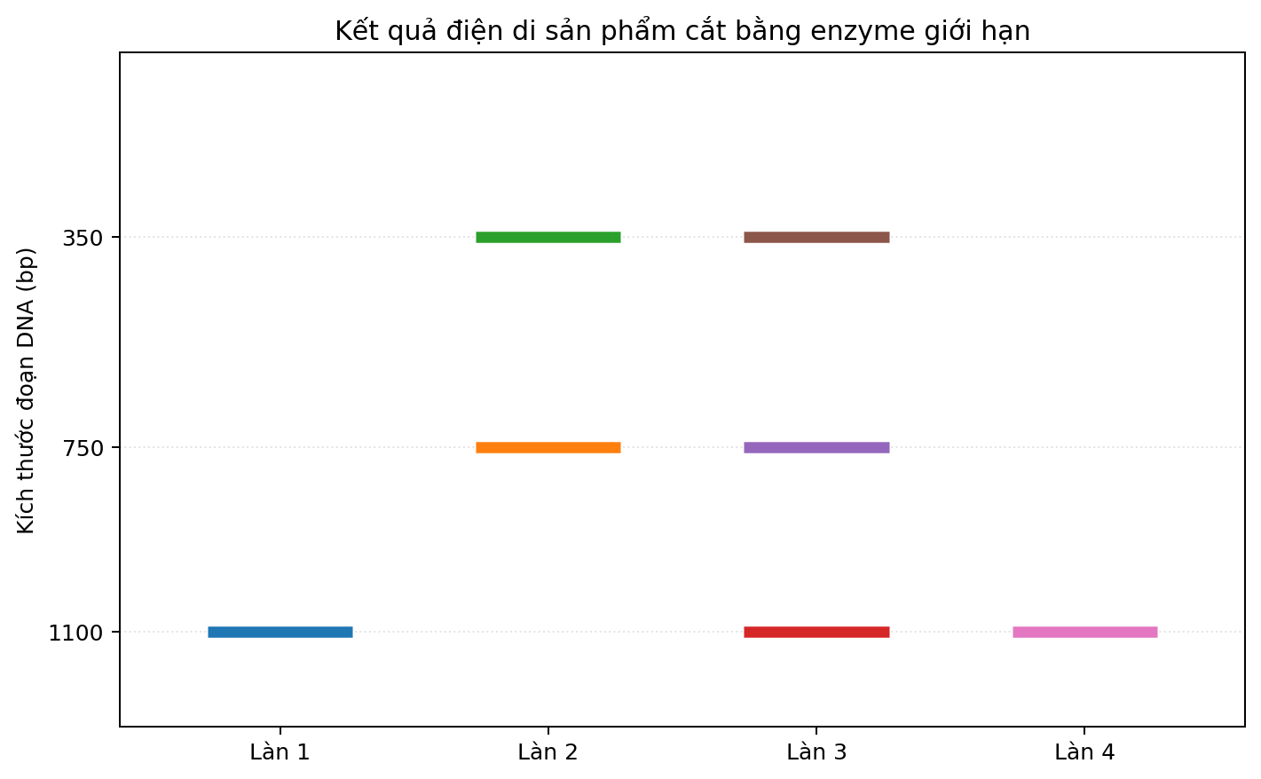 Ảnh điện di bốn làn với các băng DNA có kích thước khác nhau.