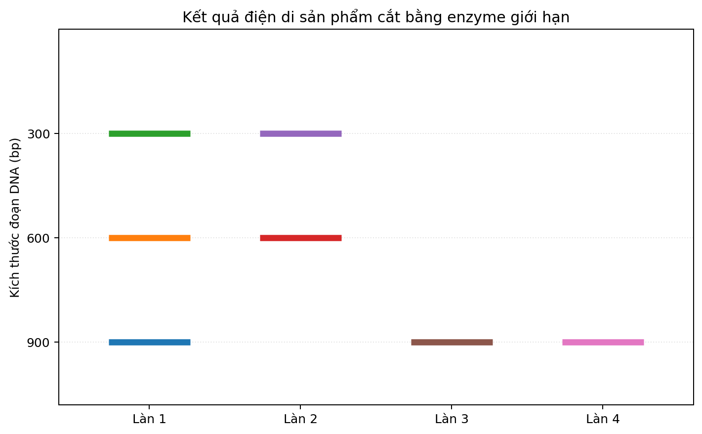 Ảnh điện di bốn làn với các băng DNA có kích thước khác nhau.