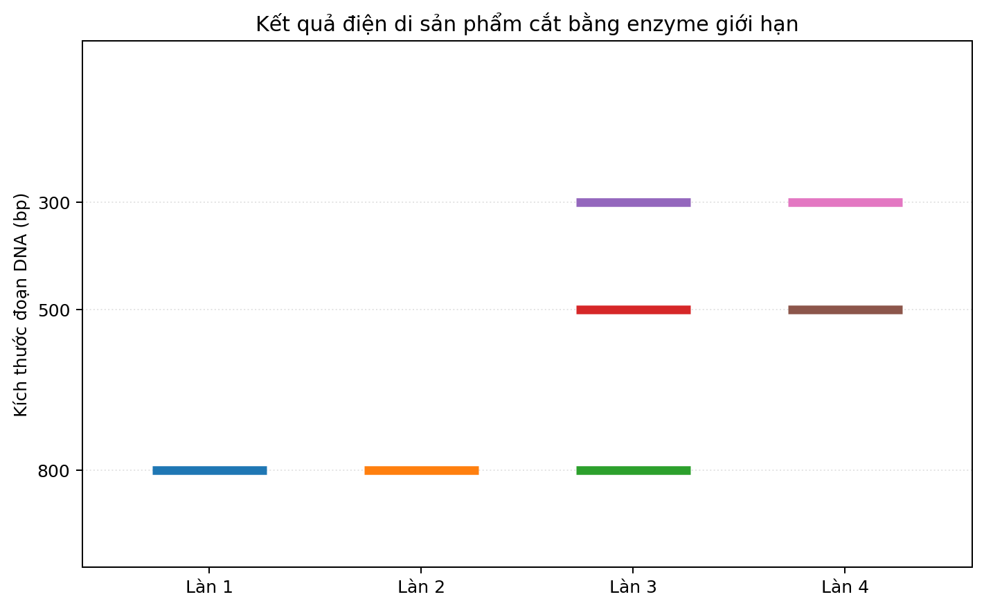 Ảnh điện di bốn làn với các băng DNA có kích thước khác nhau.