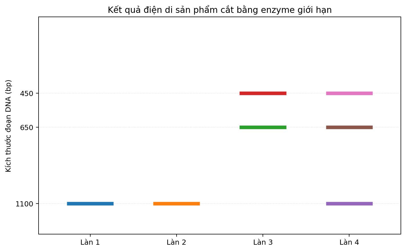 Ảnh điện di bốn làn với các băng DNA có kích thước khác nhau.